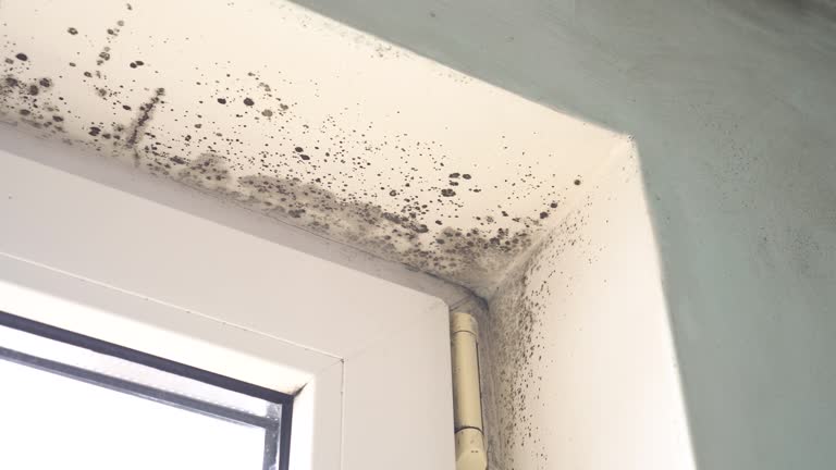 Why You Should Choose Our Mold Remediation Services in Manhasset, NY